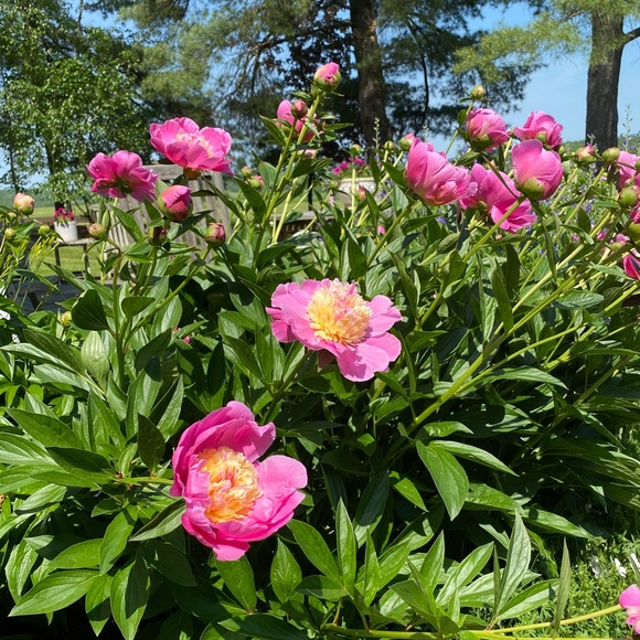 Please Make an Offer 🌸🌸 All offers considered 🌸 🌸 - Picture 2 of 3